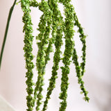 Amaranthus Flower