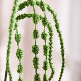 Amaranthus Flower, 6 fork - Green