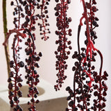 Amaranthus Succulent - Red