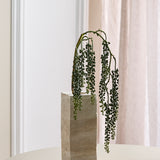 Amaranthus Succulent - Green