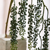 Amaranthus Succulent - Green