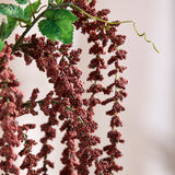 Amaranthus Caudatus Flower - Bordeaux