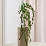 Amaranthus Caudatus Flower - Green