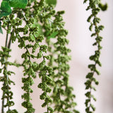 Amaranthus Caudatus Flower - Green