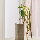 Amaranthus Foliage Flower - Green