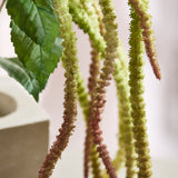 Amaranthus Foliage Flower - Green