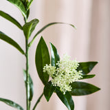Skimmia Berry Branch - White