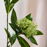 Skimmia Berry Branch, Green