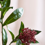Skimmia Bærgren, Rød/Grøn