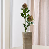 Skimmia Bærgren, Rød/Grøn