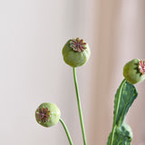 Poppy Capsule