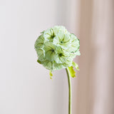 Scabiosa Flower - Green