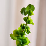 Bells of Ireland Flower