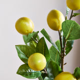 Lemon Branch Fruit Stem