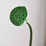 Lotus Seedpod Flower