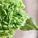 Hydrangea Flower - Green