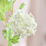 3 Heads Hydrangea Snowball - White