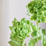 3 Heads Hydrangea Snowball - Green