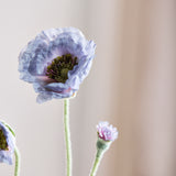 Opium Poppy - Light Blue