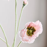 Opium Poppy - Light Pink