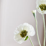 Opium Poppy - White
