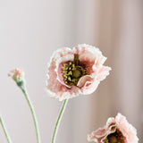 Opium Poppy - Dusty Pink