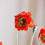 Opium Poppy - Orange