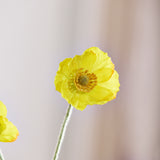 Poppy Flower