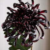 Large Chrysanthemum - Bordeaux