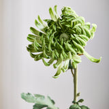 Chrysanthemum Dahlia Flower - Green
