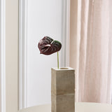 Anthurium Bordeaux