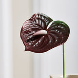 Anthurium Bordeaux