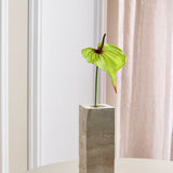 Large Heart Shaped Flamingo Anthurium - Green/Pink