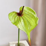 Large Heart Shaped Flamingo Anthurium - Green/Pink