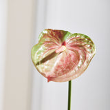 Anthurium - Blush
