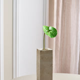 Anthurium - Green