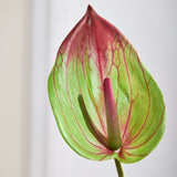 Large Flamingo Anthurium - Green