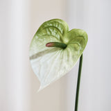 Small Anthurium Flower - Dark Green/White