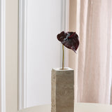 Anthurium - Bordeaux