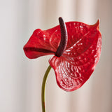 Luxury Anthurium "Real Touch" - Red