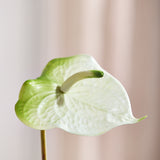 Luxury Anthurium "Real Touch" - White/Green