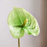 Luxury Anthurium "Real Touch" - Green