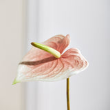 Luxury Anthurium "Real Touch" - Light Pink