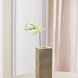 Flamingo Anthurium - White/Green