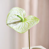 Flamingo Anthurium - White/Green