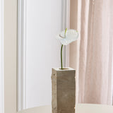 Anthurium - Bright White