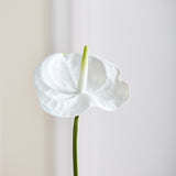 Anthurium - Bright White