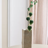 Kinesisk Lygtegren – Physalis