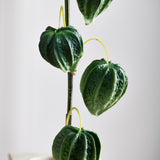 Kinesisk Lygtegren – Physalis