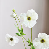 Butterfly Ranunculus - White